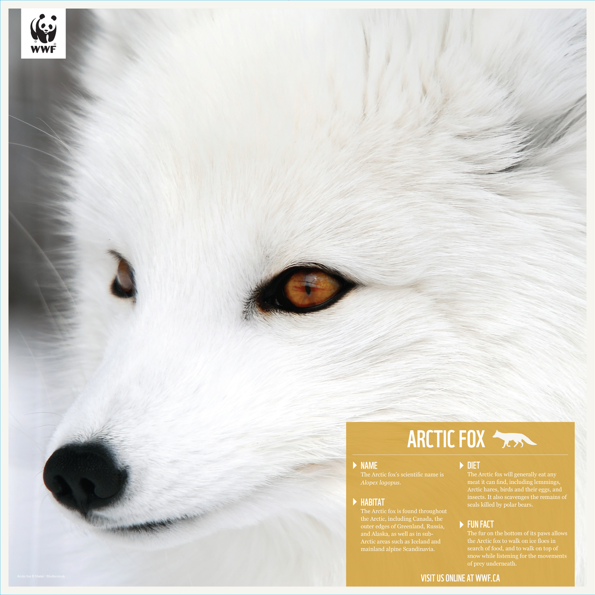 Arctic fox - WWF-Canada