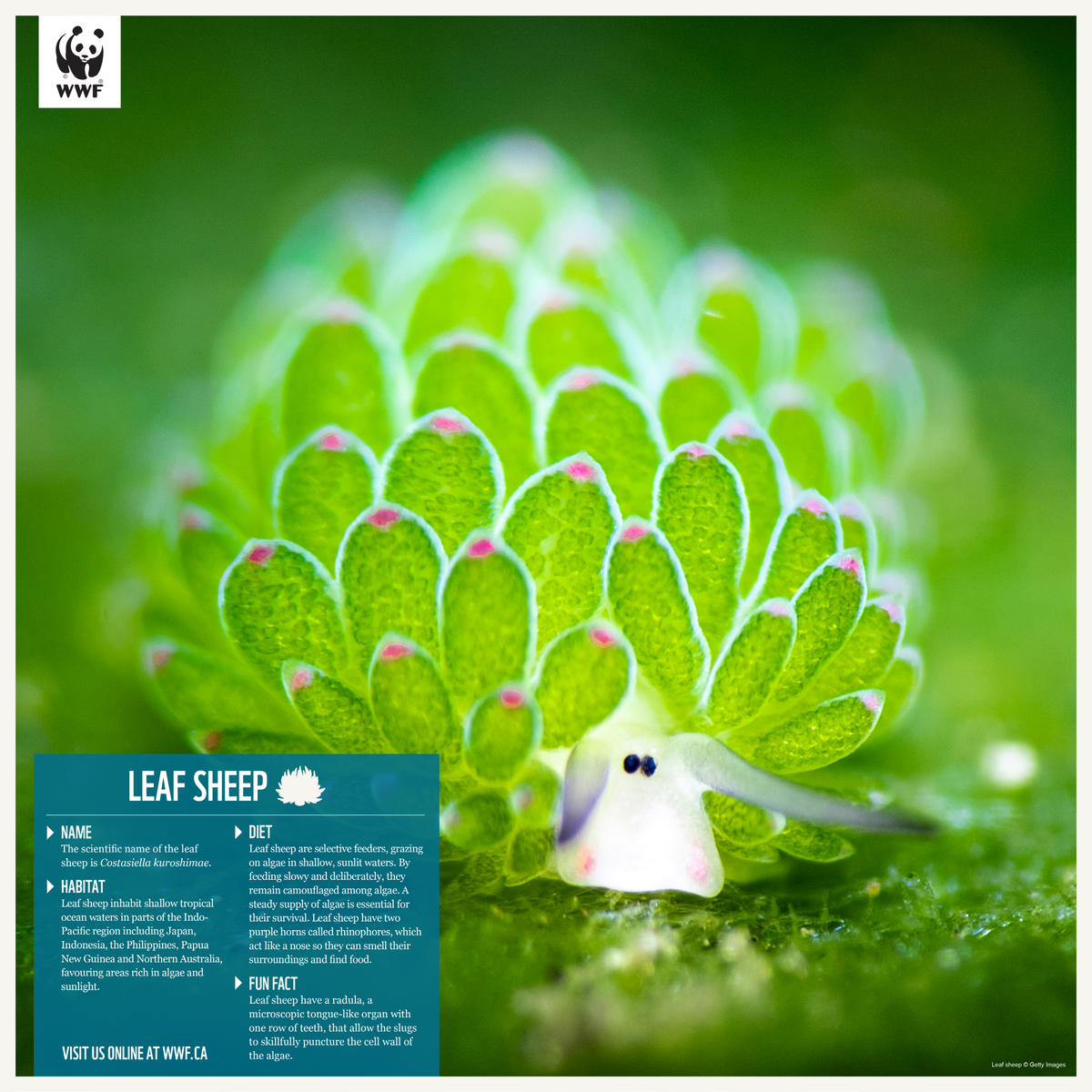 Leaf sheep - WWF-Canada