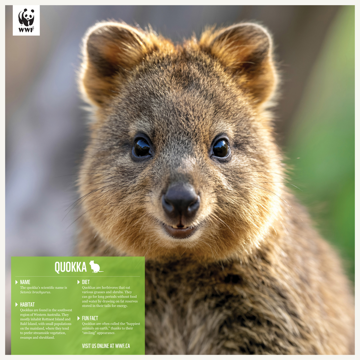 Quokka - WWF-Canada