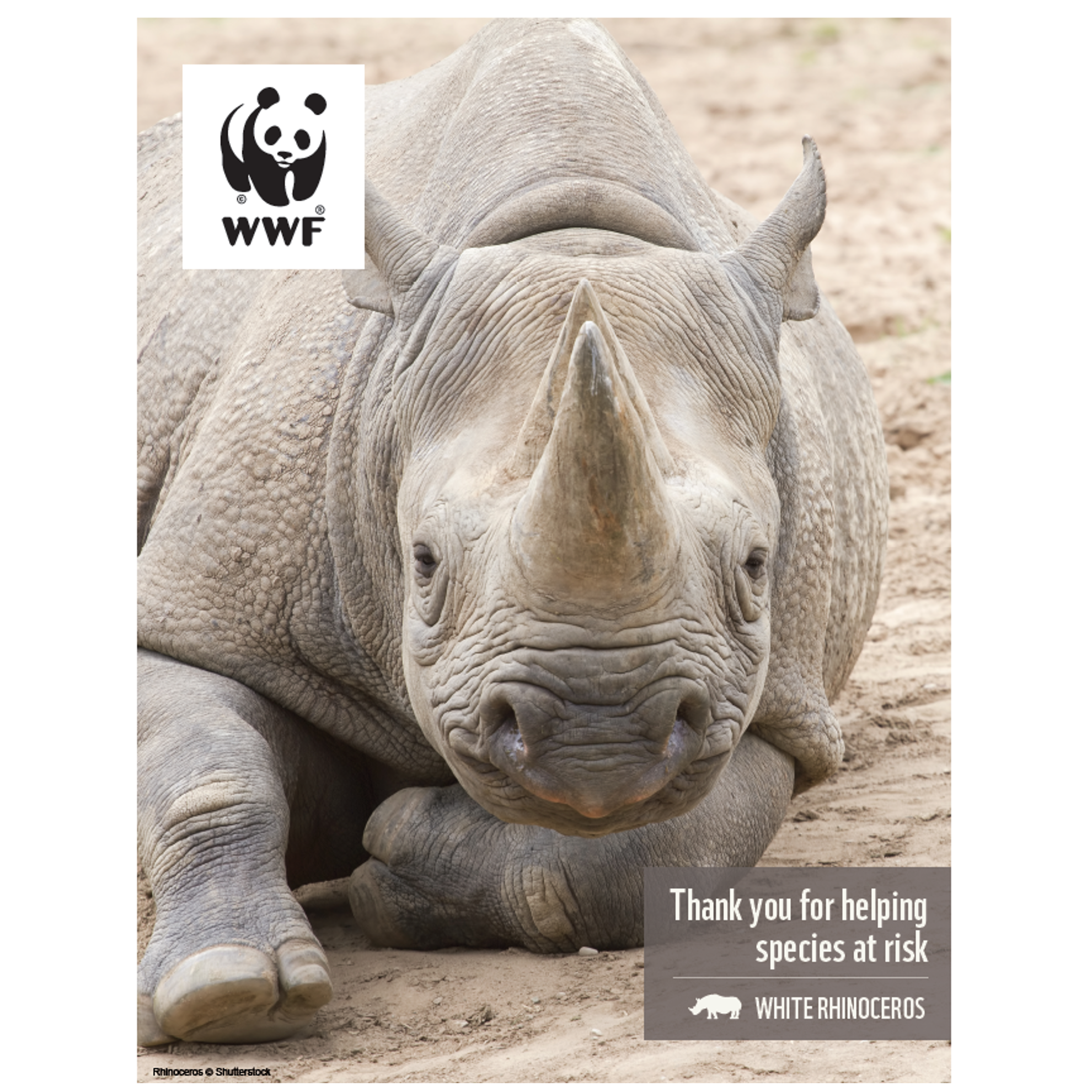 White rhinoceros digital adoption - WWF-Canada