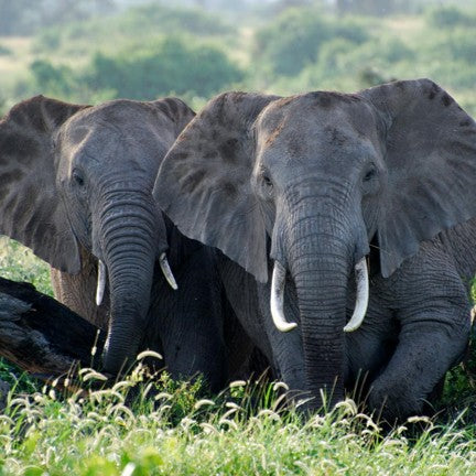 African elephant digital adoption - WWF-Canada