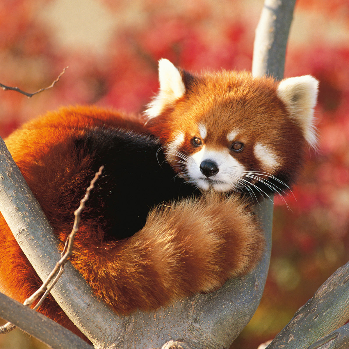 Red panda - WWF-Canada