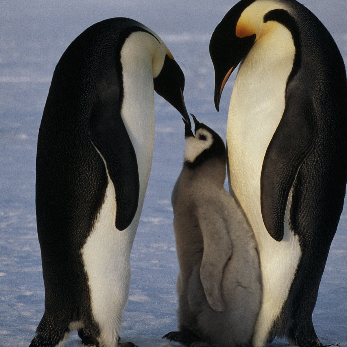 Emperor penguin digital adoption - WWF-Canada