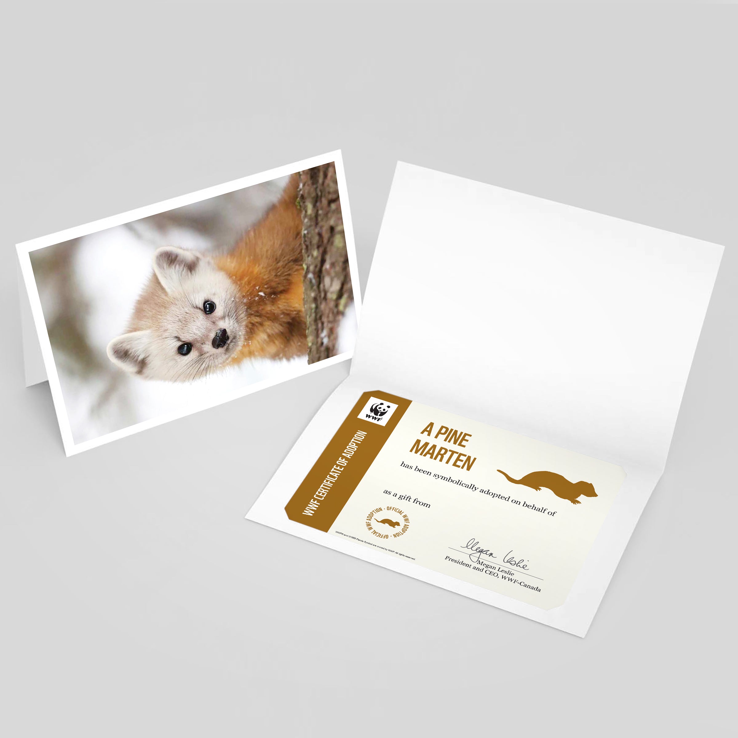 Pine marten adoption card - WWF-Canada