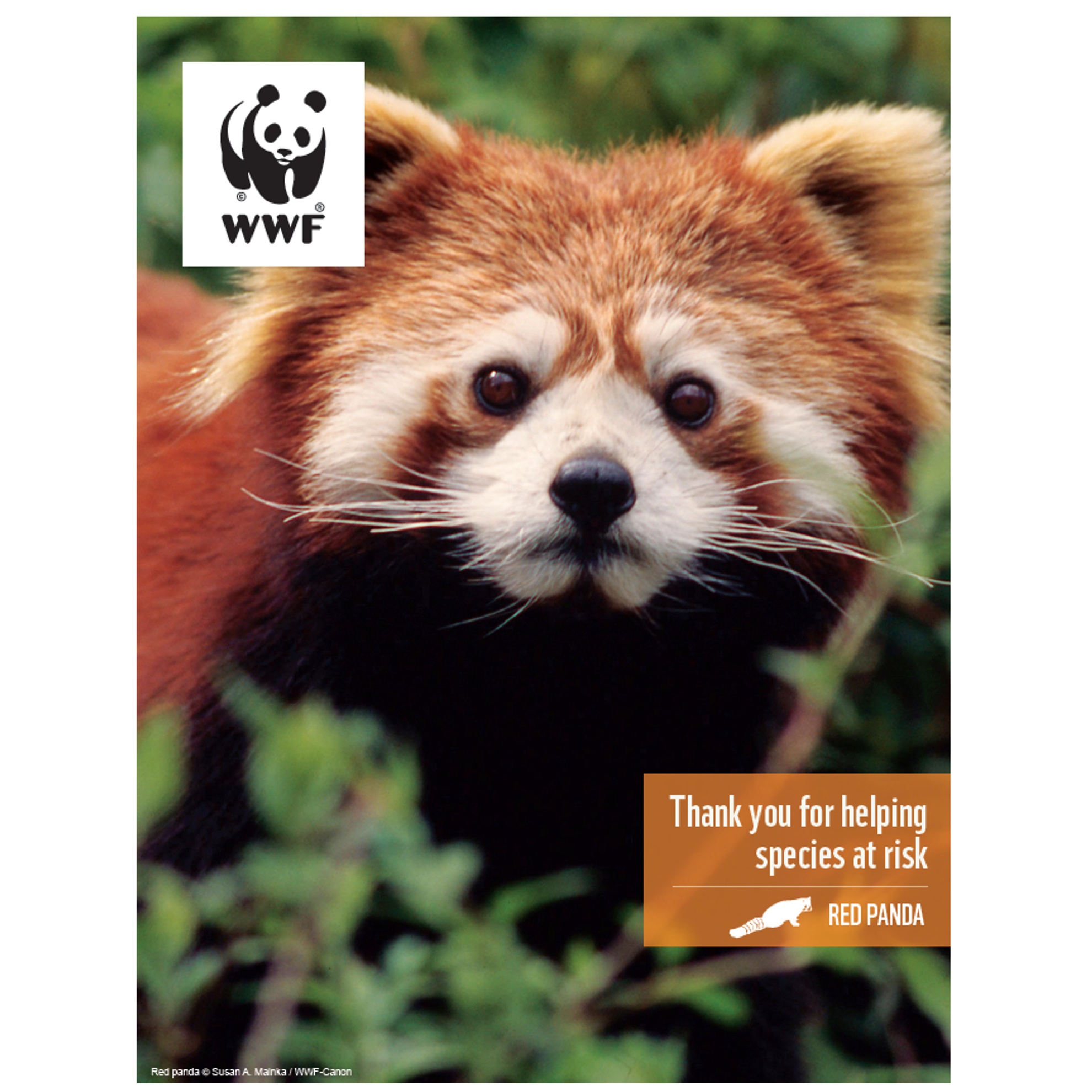 Red panda digital adoption - WWF-Canada