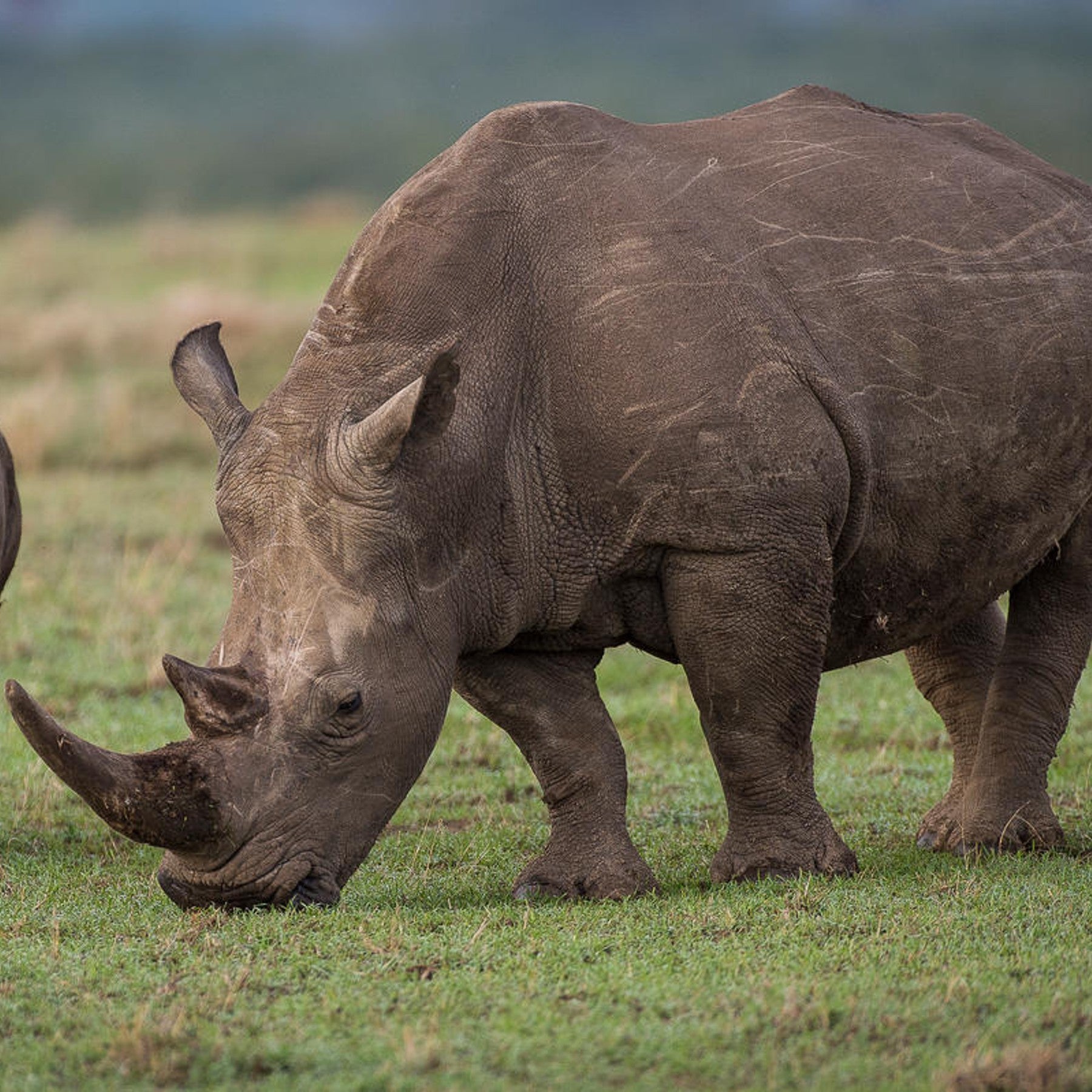 White rhinoceros digital adoption - WWF-Canada
