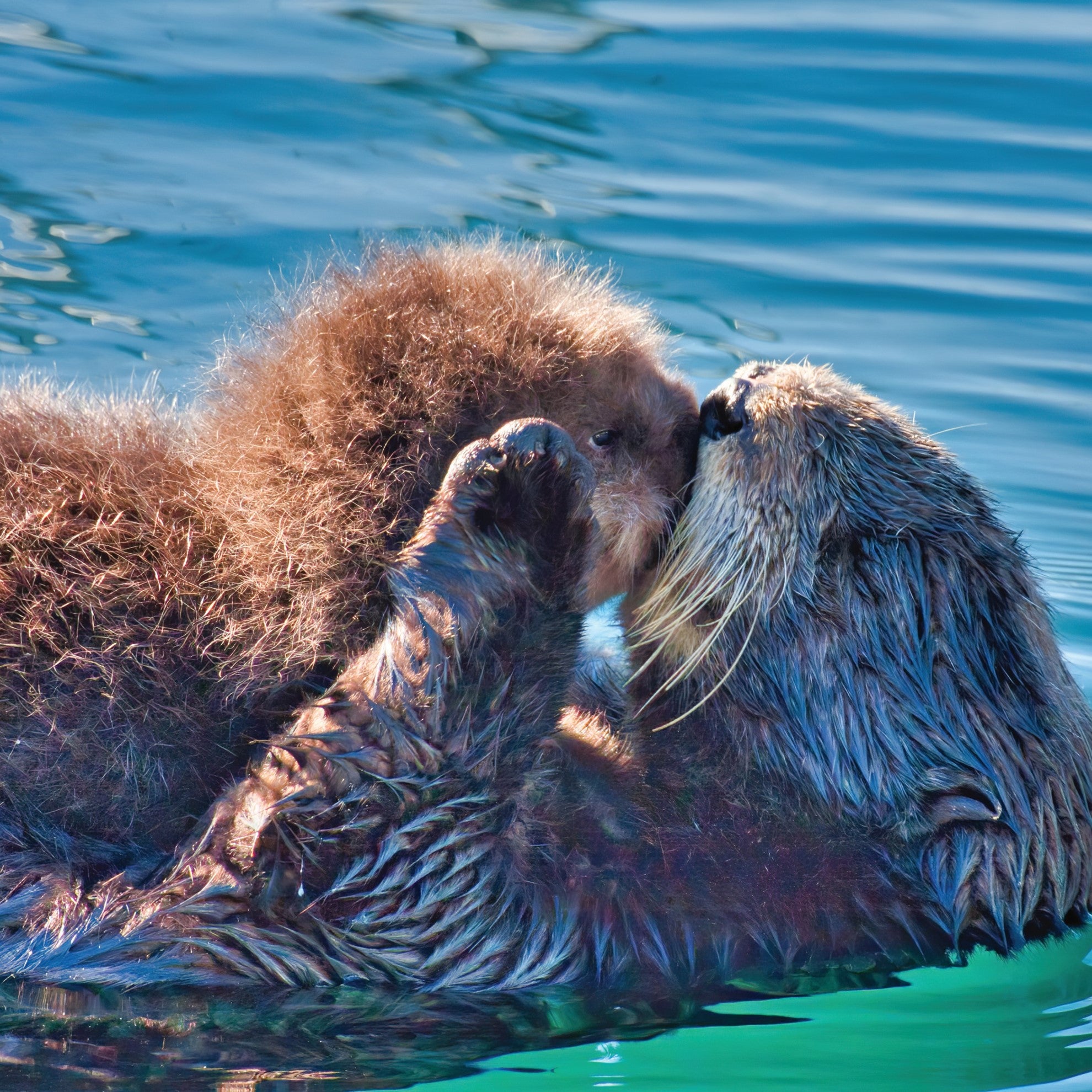 Sea otter family - WWF-Canada