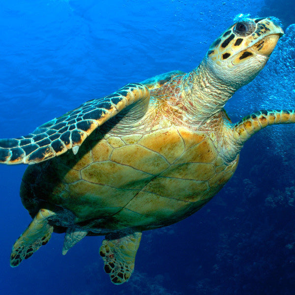 Sea turtle digital adoption - WWF-Canada