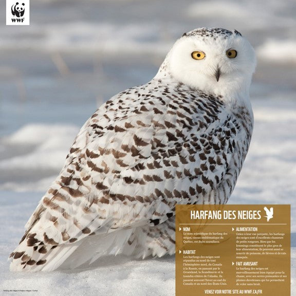 Harfang des neiges - WWF-Canada