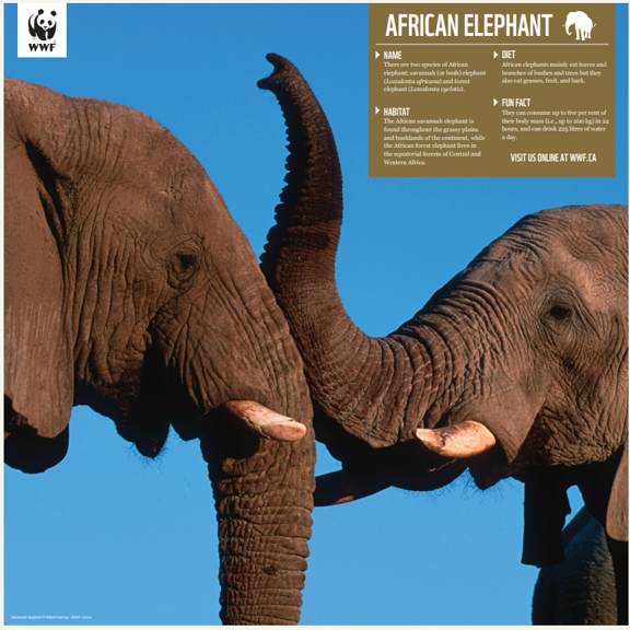 African elephant family - WWF-Canada