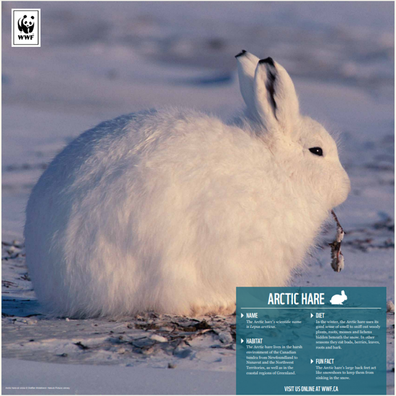 Arctic hare - WWF-Canada