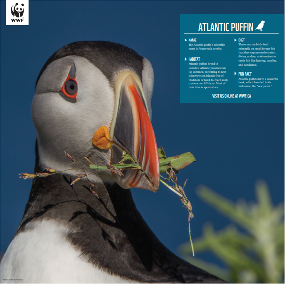 Atlantic puffin - WWF-Canada