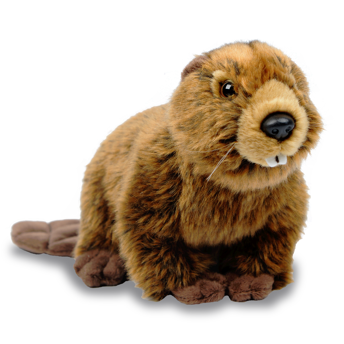 North American beaver - WWF-Canada