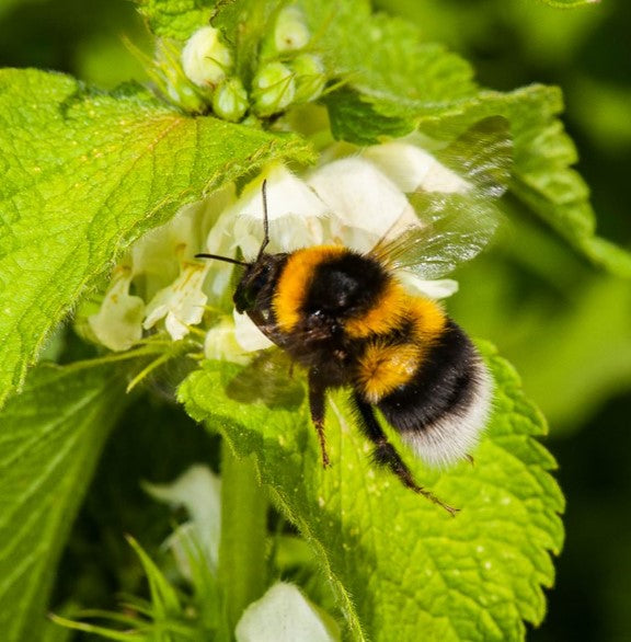 Bumblebee adoption card - WWF-Canada