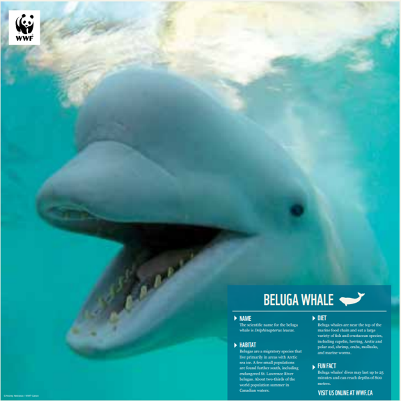 Beluga whale - WWF-Canada