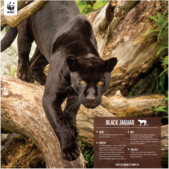Black jaguar - WWF-Canada