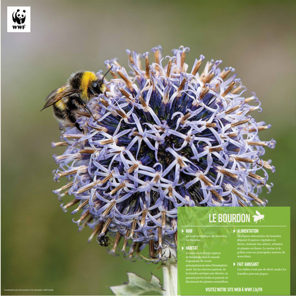 Bourdon - WWF-Canada