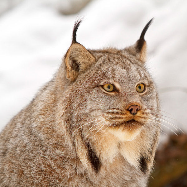 Canada lynx adoption card - WWF-Canada