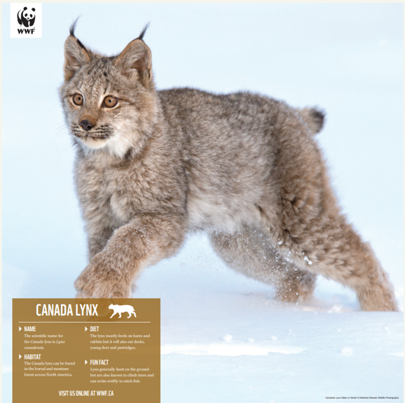 Canada lynx - WWF-Canada