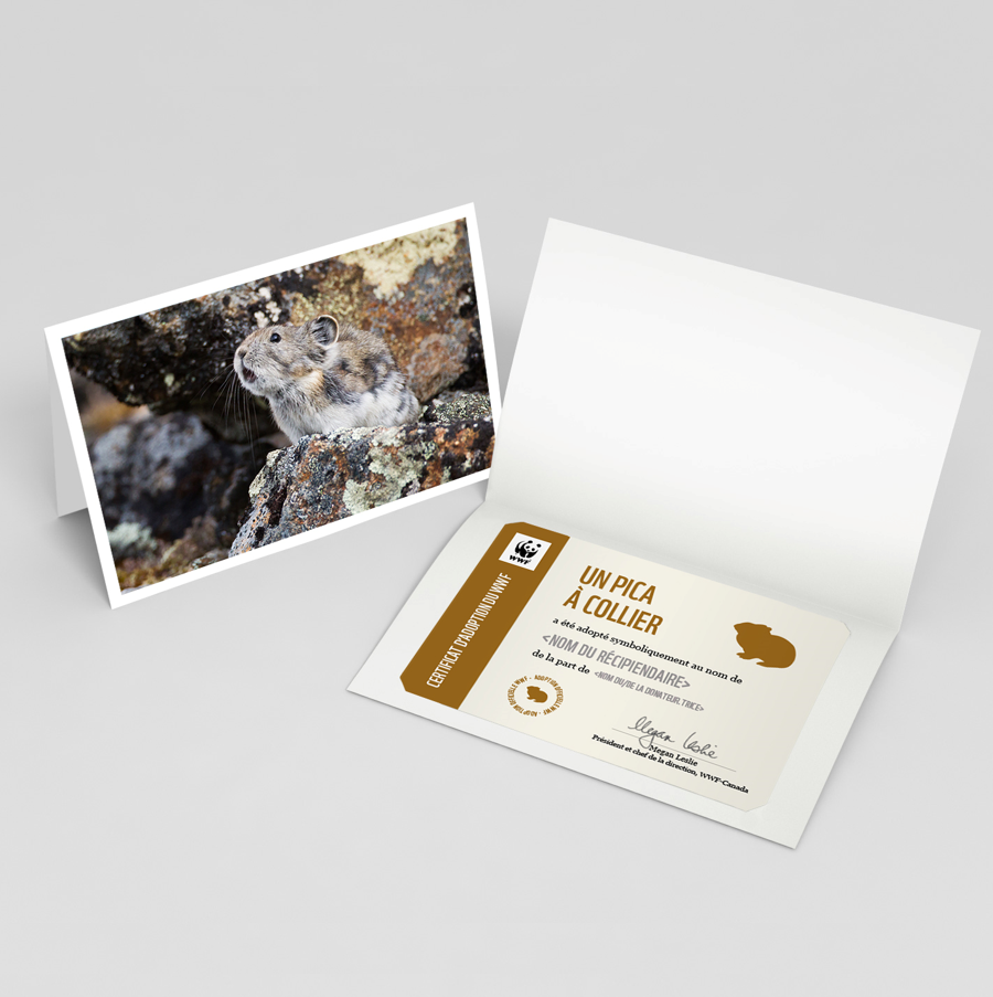 Carte pica à collier - WWF-Canada