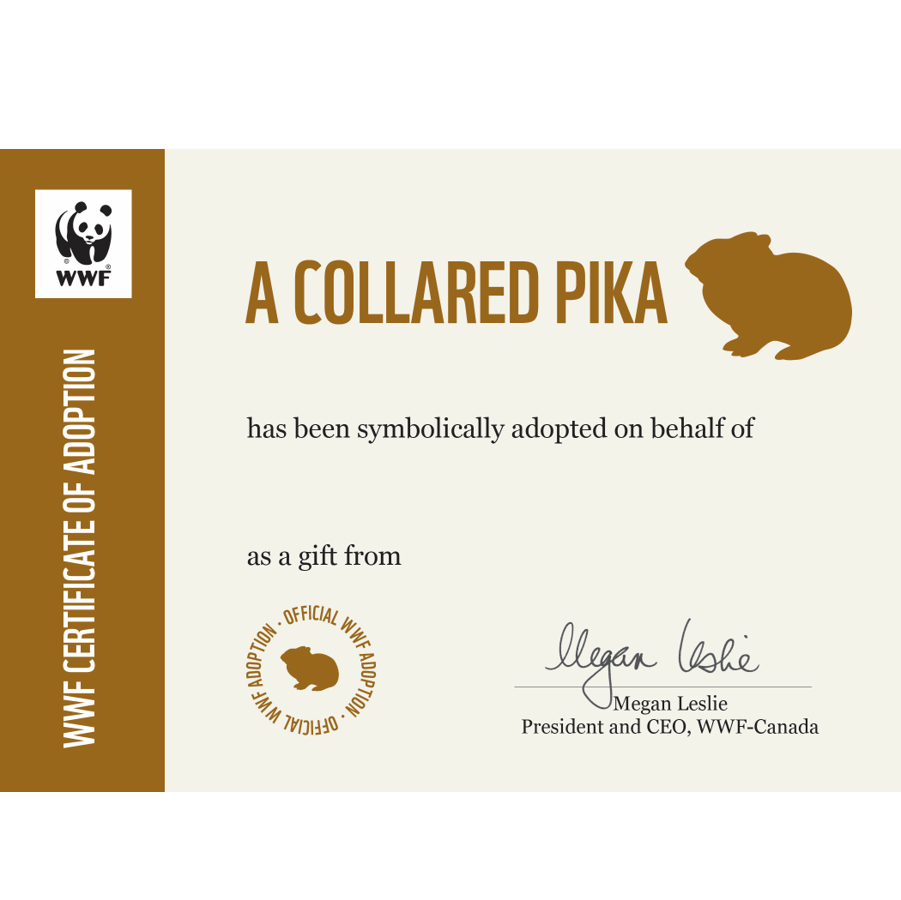 Collared pika - WWF-Canada
