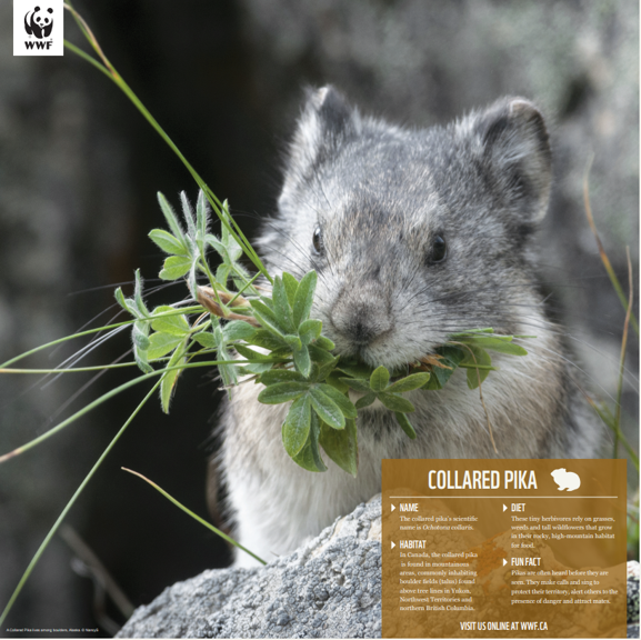 Collared pika - WWF-Canada