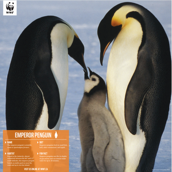 Emperor penguin - WWF-Canada