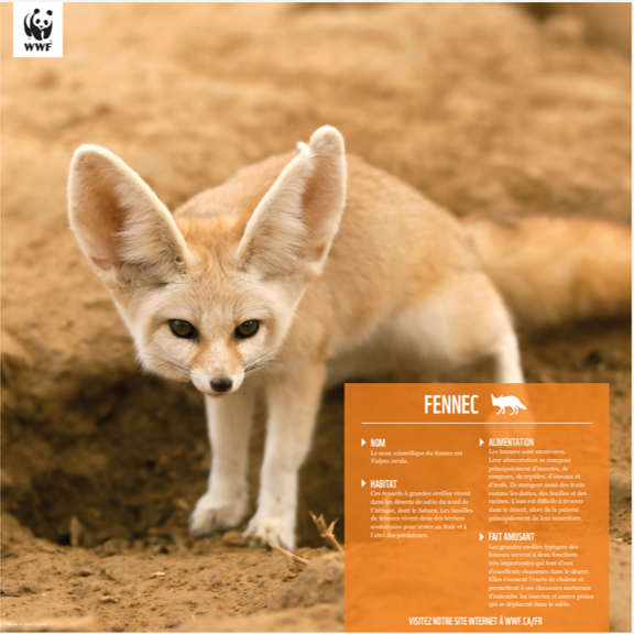 Fennec - WWF-Canada