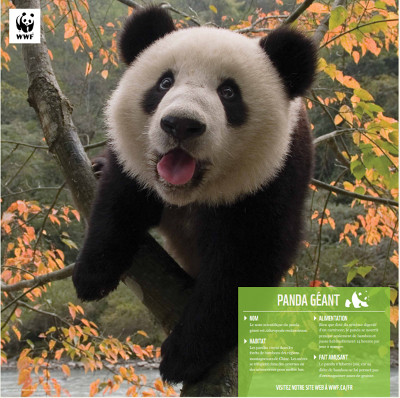 Famille de pandas géants - WWF-Canada