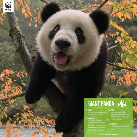 Giant panda family - WWF-Canada