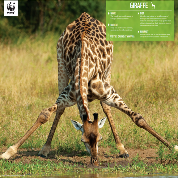 Giraffe - WWF-Canada