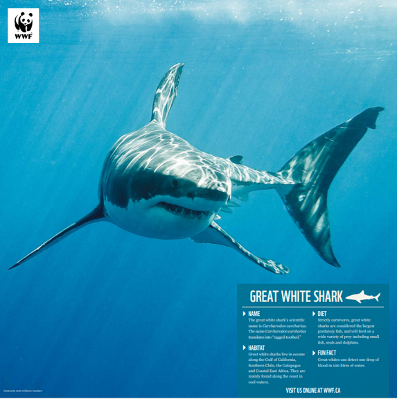 Great white shark - WWF-Canada