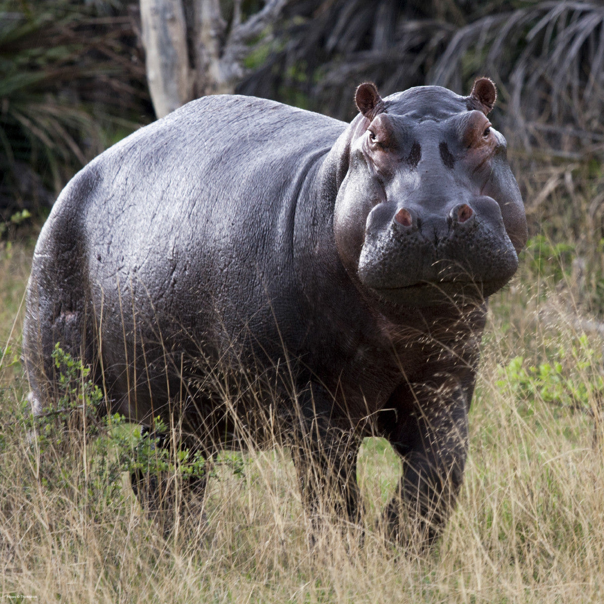 Hippopotamus - WWF-Canada