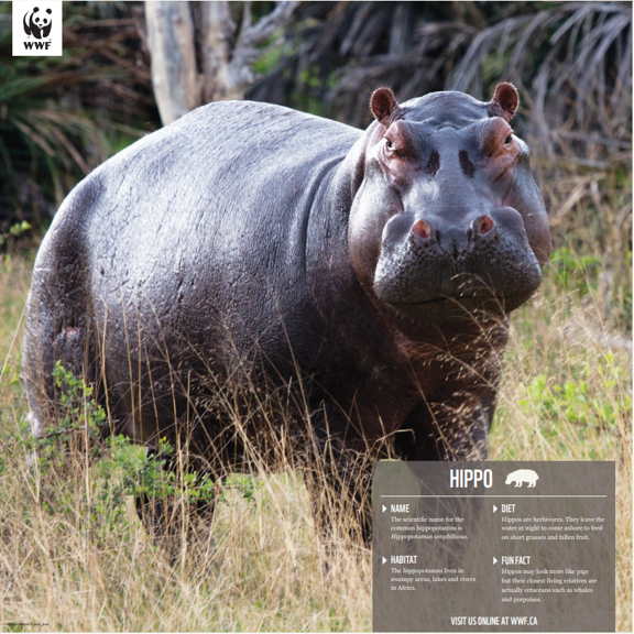 Hippopotamus - WWF-Canada