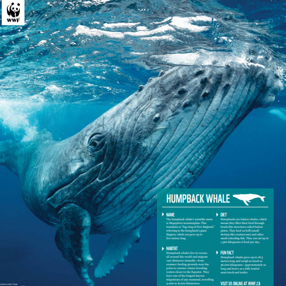 Humpback whale - WWF-Canada