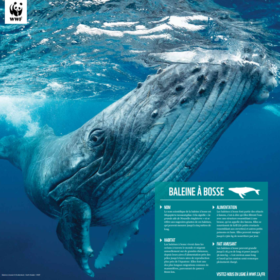 Baleine à bosse - WWF-Canada