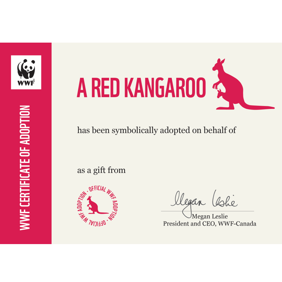 Red kangaroo - WWF-Canada