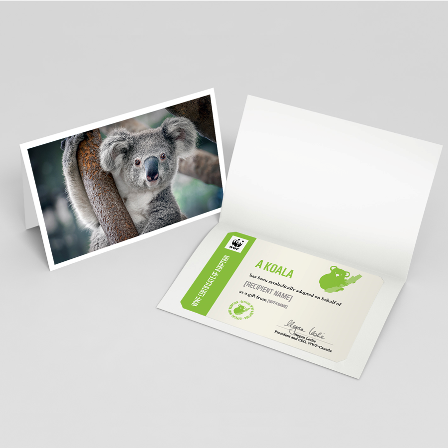 Koala adoption card - WWF-Canada
