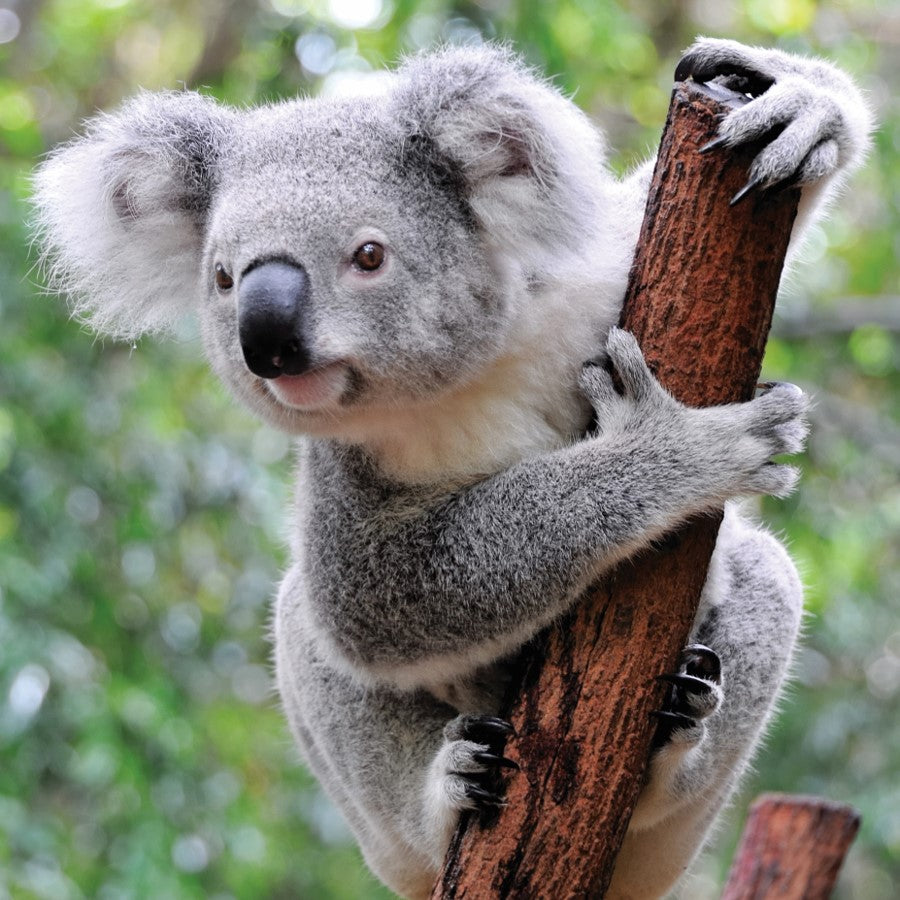 Koala adoption card - WWF-Canada