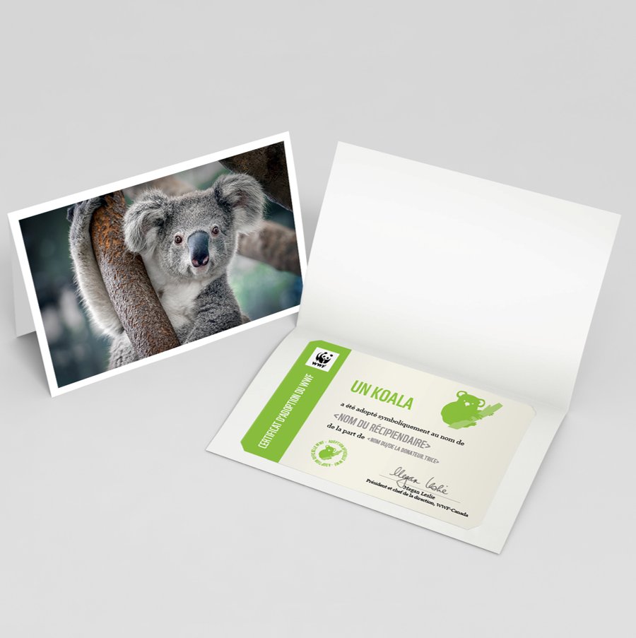 Carte koala - WWF-Canada