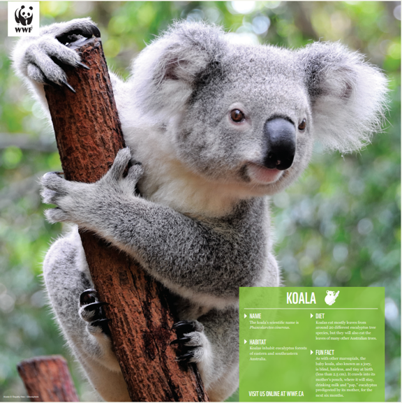 Koala - WWF-Canada