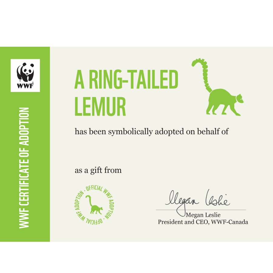 Ring-tailed lemur adoption card - WWF-Canada