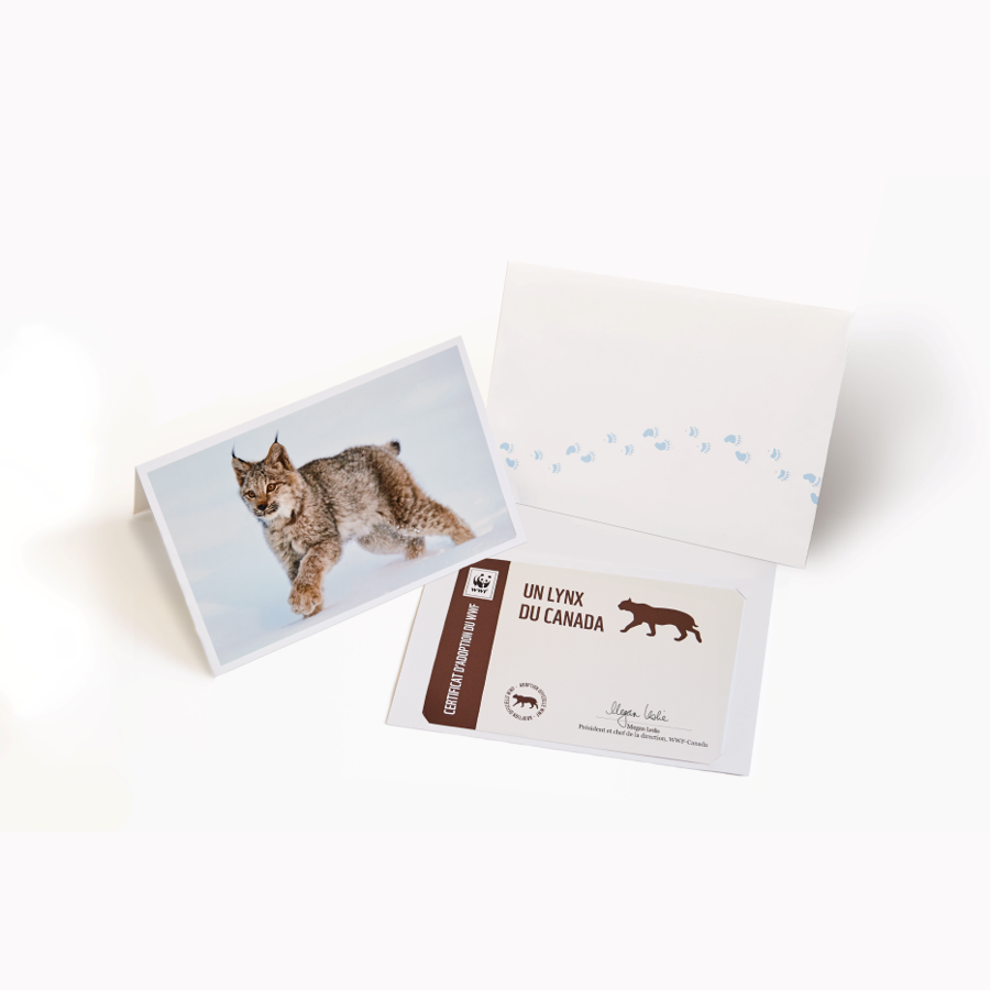 Carte lynx du Canada - WWF-Canada