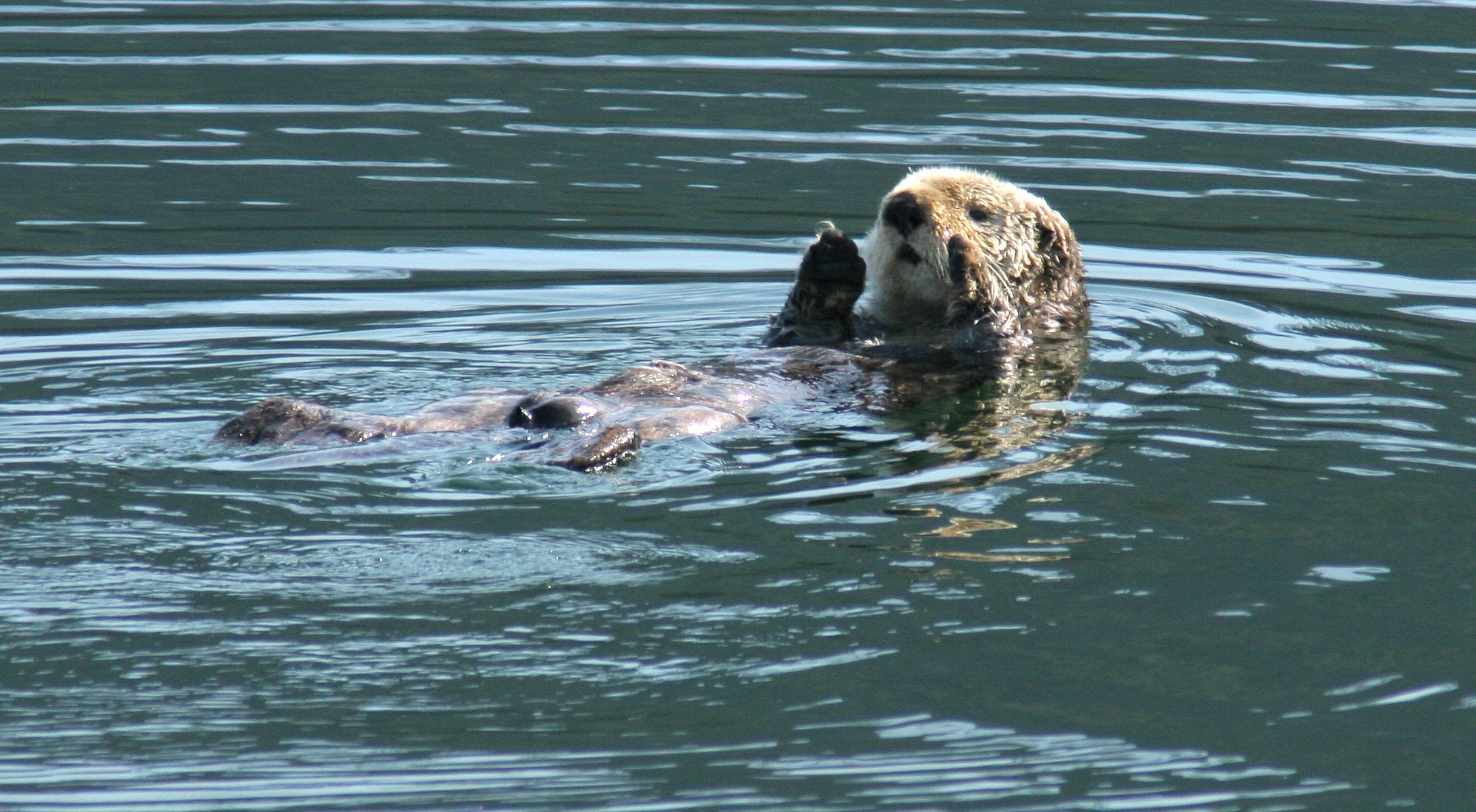 protect the sea otter’s home - WWF-Canada