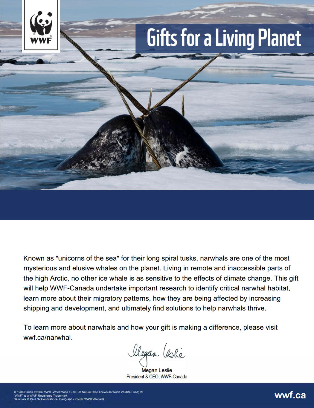 protect the narwhal’s icy home - WWF-Canada