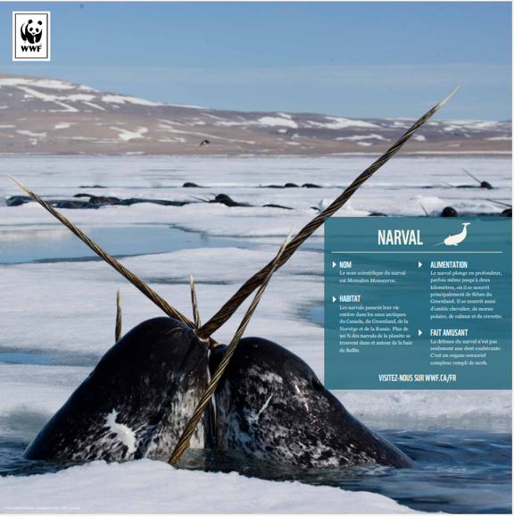 Narval - WWF-Canada