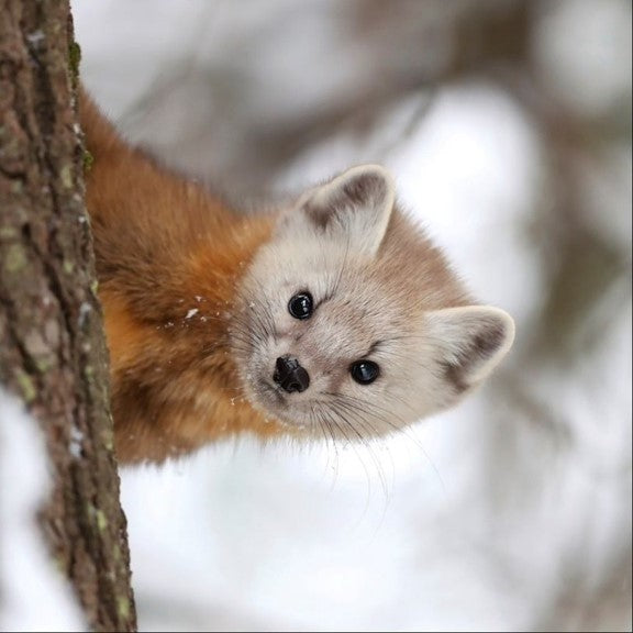 Pine marten adoption card - WWF-Canada