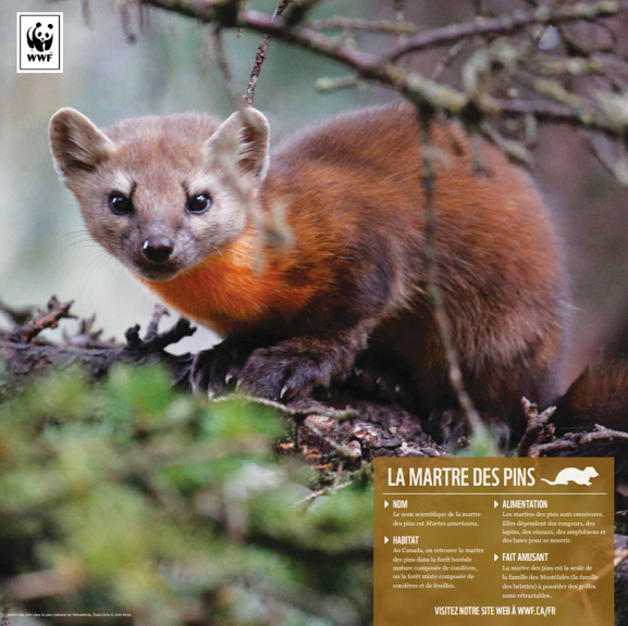 Martre des pins - WWF-Canada