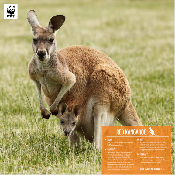 Red kangaroo - WWF-Canada