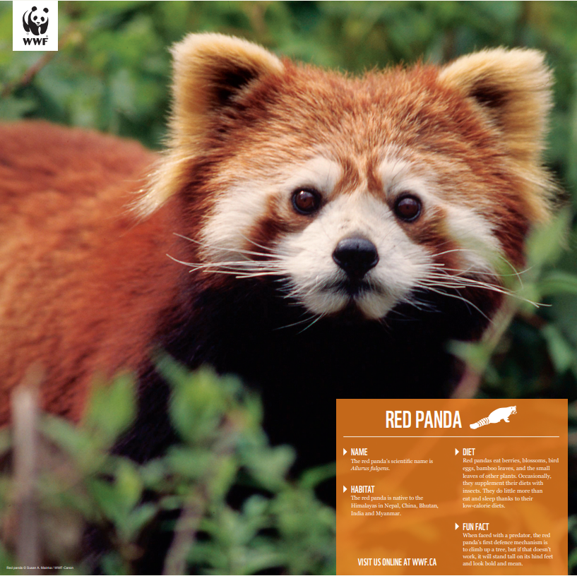 Red panda - WWF-Canada